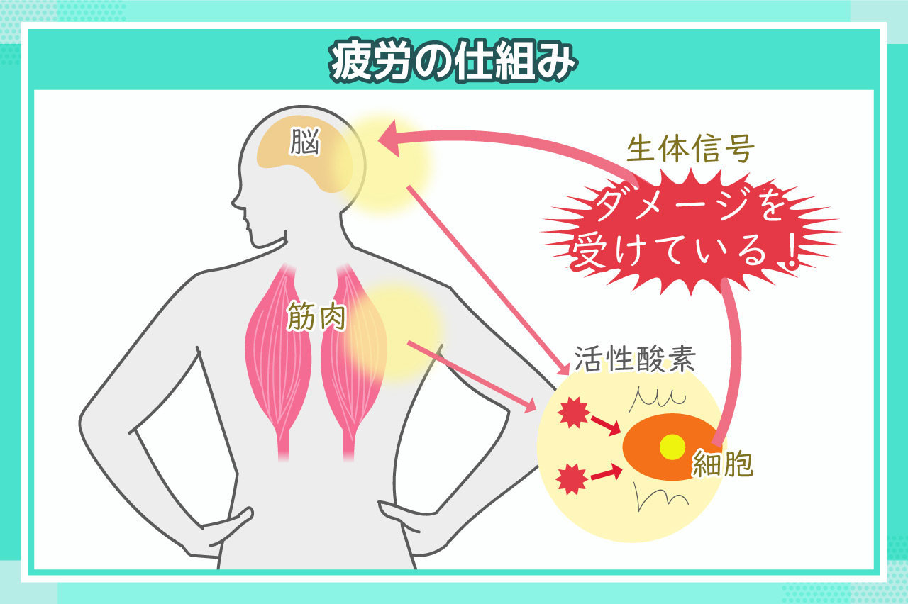 白玉点滴　効果